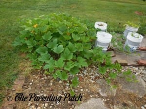 Medium Pumpkin Vines