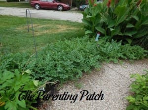 Large Watermelon Vines