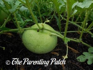 Small Light Green Watermelon