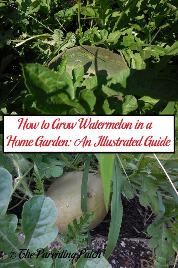 How to Grow Watermelon in a Home Garden: An Illustrated Guide