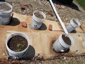 Growing Swiss Chard in a Home Garden 1