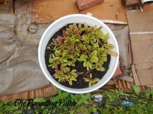 Growing Swiss Chard in a Home Garden 4