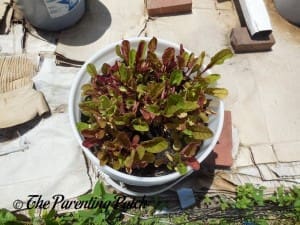 Growing Swiss Chard in a Home Garden 6