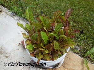 Growing Swiss Chard in a Home Garden 7