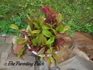 Growing Swiss Chard in a Home Garden 8