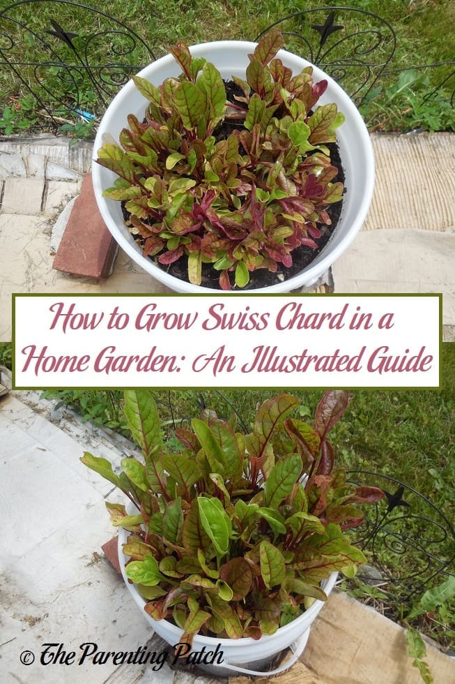 How to Grow Swiss Chard in a Home Garden: An Illustrated Guide