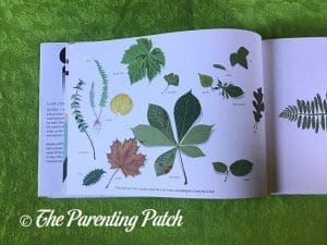 Inside Pages of 'A Web' 1