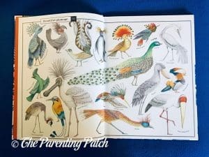 Inside Pages of 'Wonders of Nature: Explorations in the World of Birds, Insects, and Fish' 1Inside Pages of 'Wonders of Nature: Explorations in the World of Birds, Insects, and Fish' 1