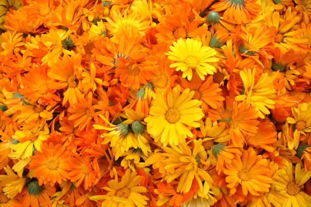 Calendula