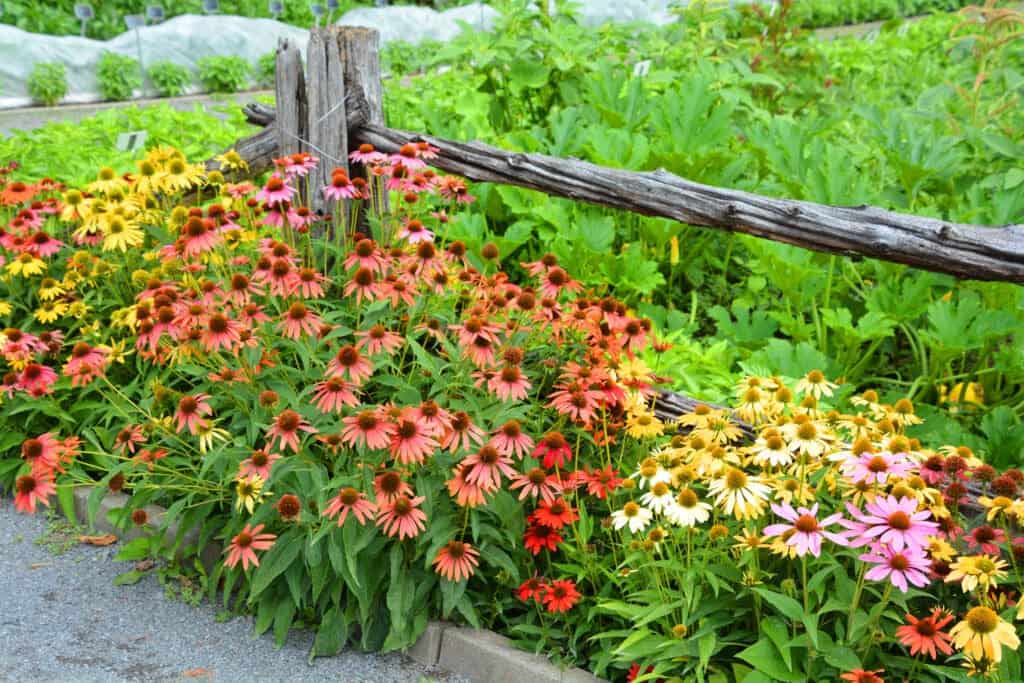coneflowers
