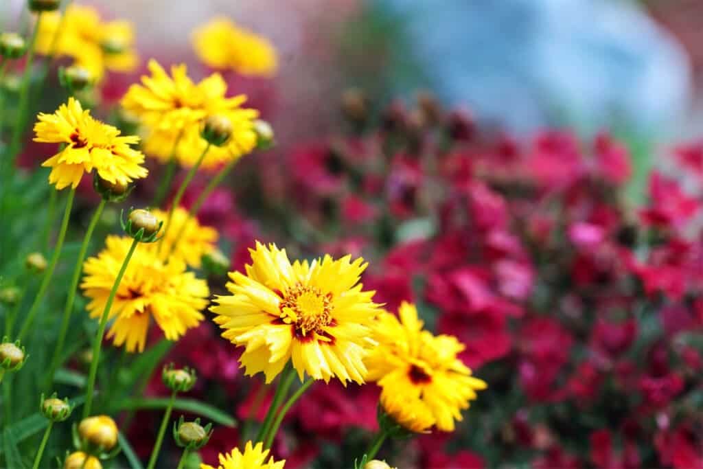 Coreopsis