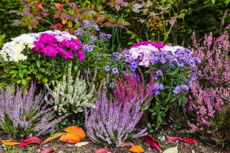 Fall Bloomington Flowers