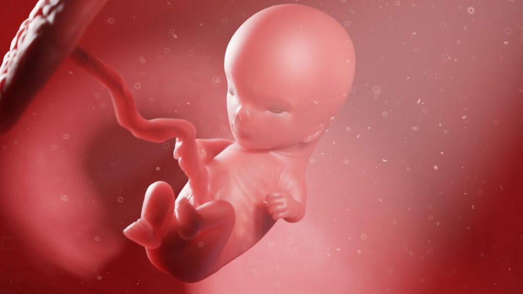 Human Fetus - Baby Development at 11 Weeks