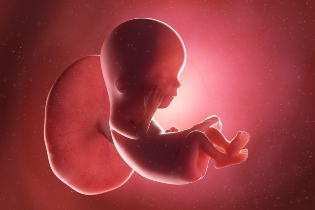 Human Fetus - Baby Development at 12 Weeks