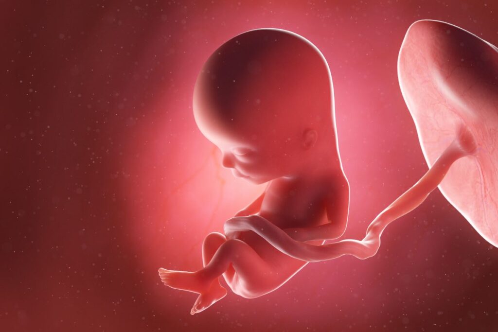 Human Fetus - Baby Development at 13 Weeks
