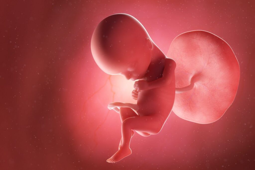 Human Fetus - Baby Development at 15 Weeks