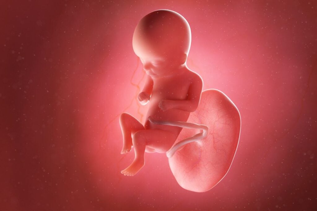 Human Fetus - Baby Development at 16 Weeks