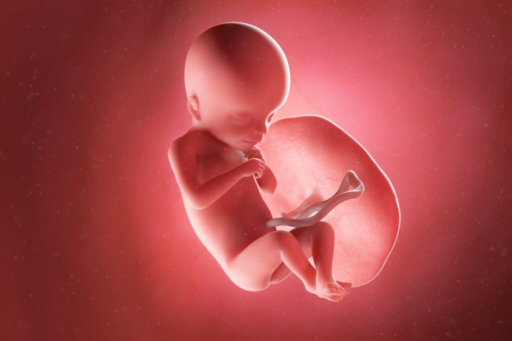 Human Fetus - Baby Development at 18 Weeks