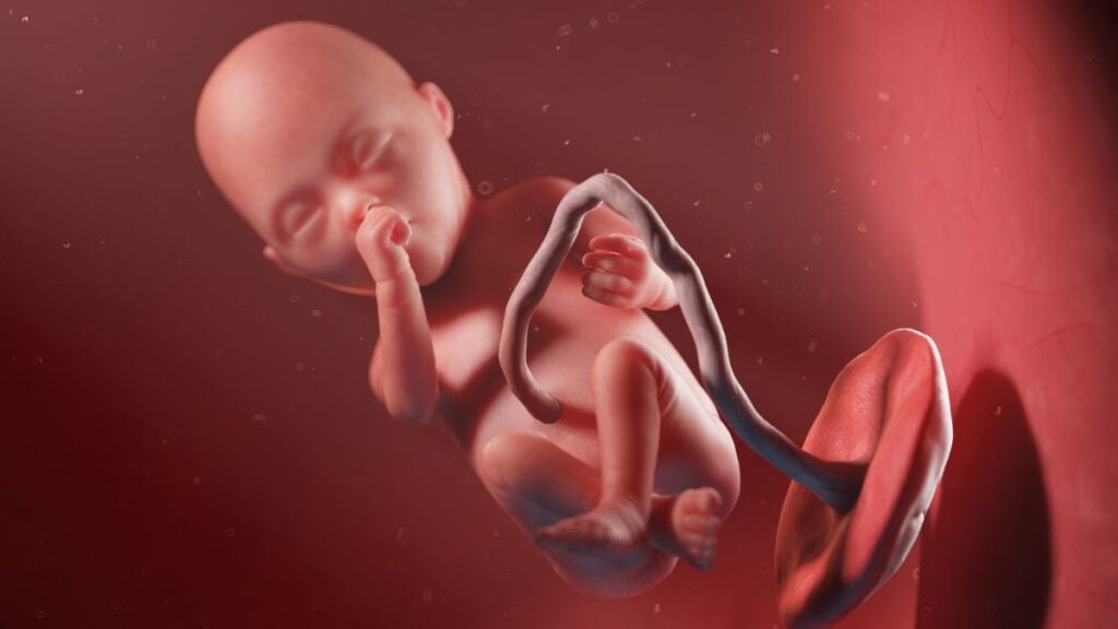 Human Fetus - Baby Development at 20 Weeks