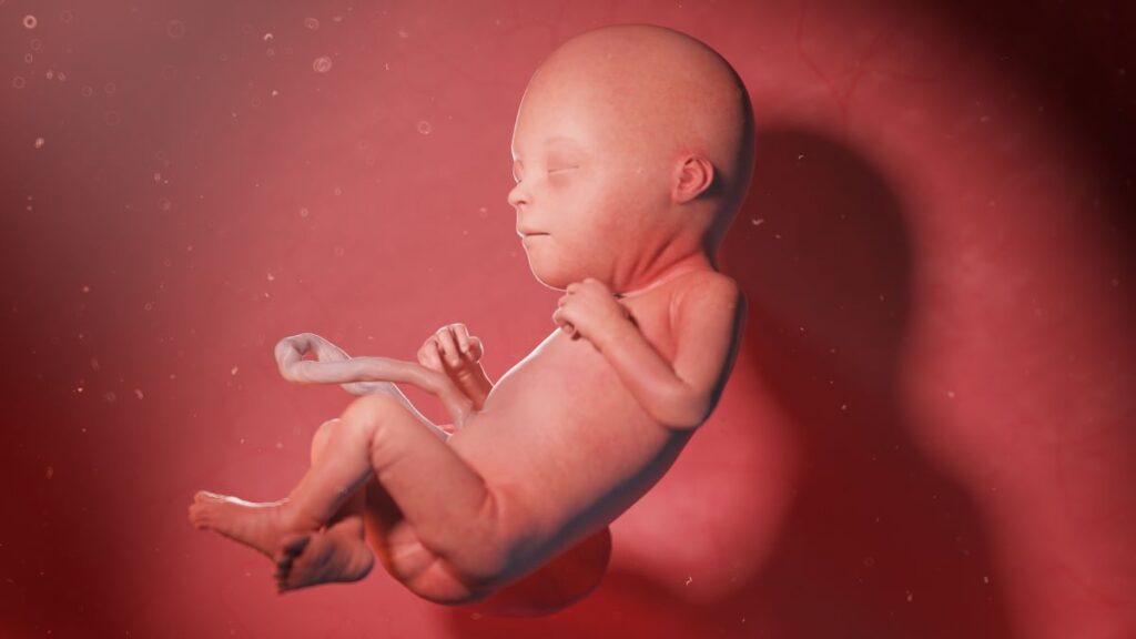 Human Fetus - Baby Development at 22 Weeks