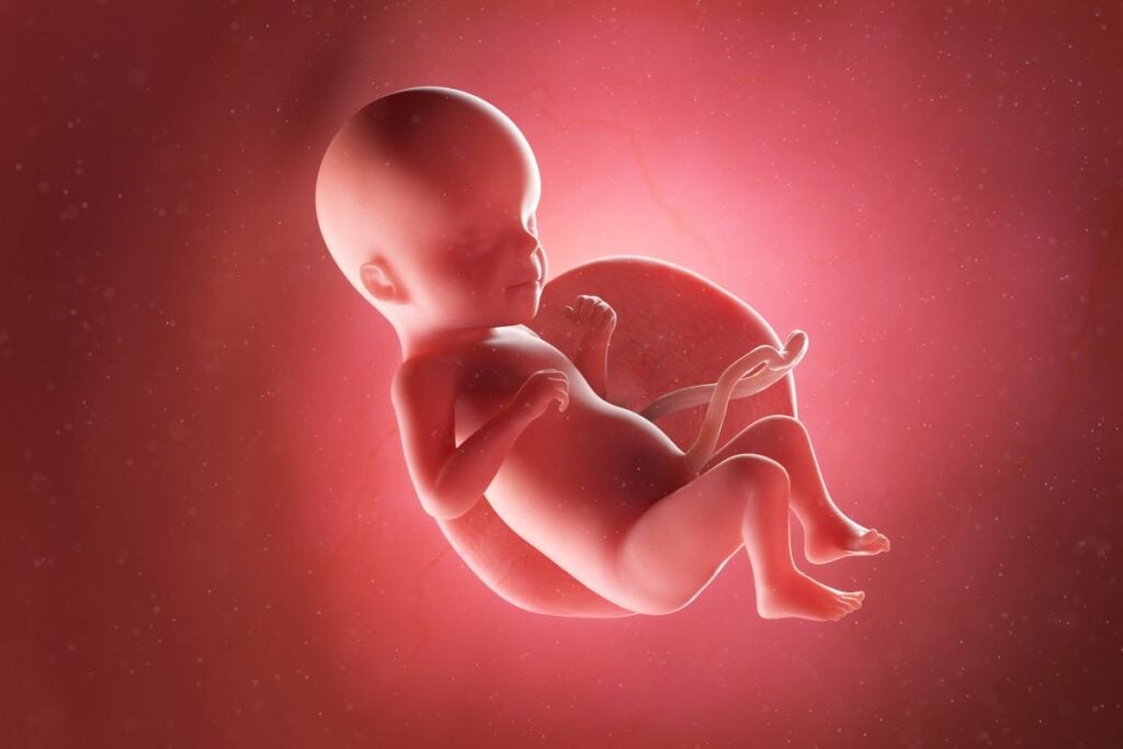 Human Fetus - Baby Development at 26 Weeks