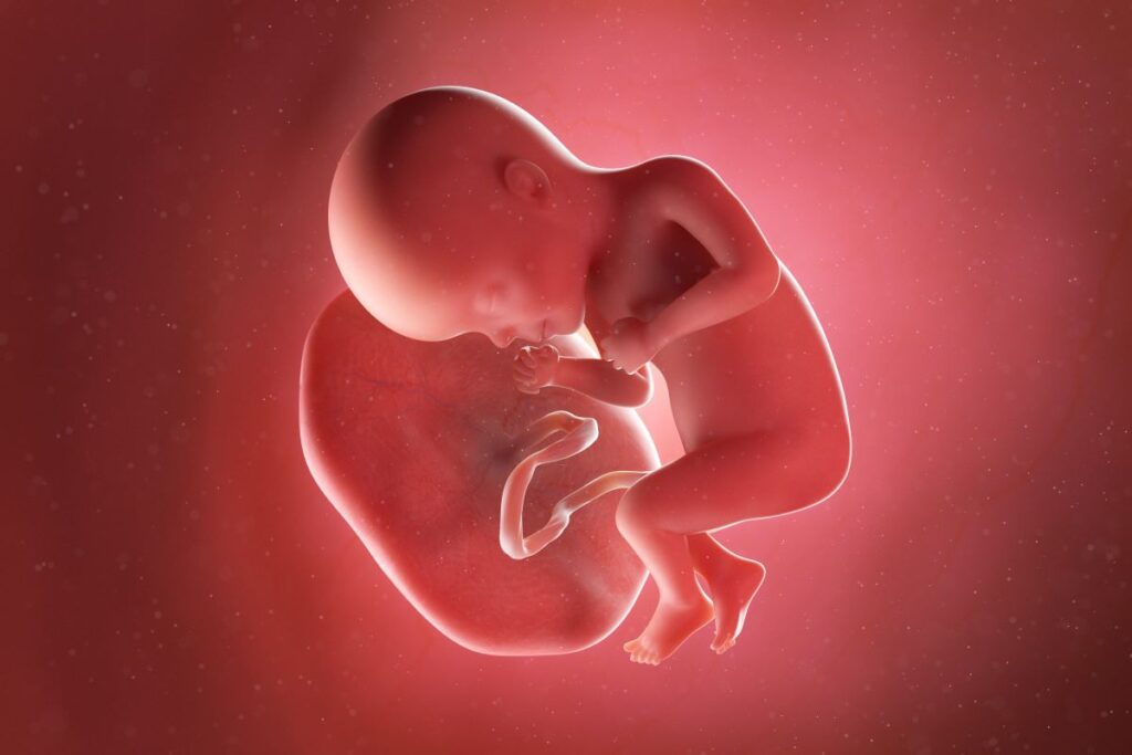 Human Fetus - Baby Development at 27 Weeks