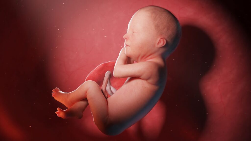 Human Fetus - Baby Development at 29 Weeks