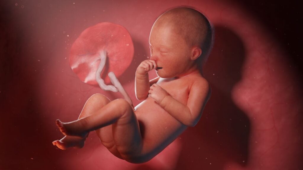 Human Fetus - Baby Development at 34 Weeks
