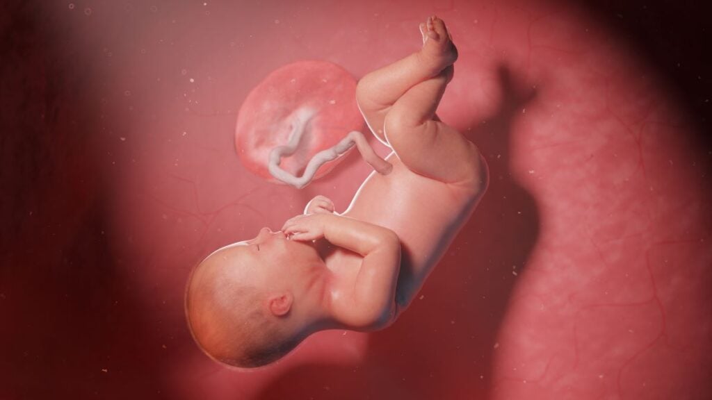 Human Fetus - Baby Development at 36 Weeks
