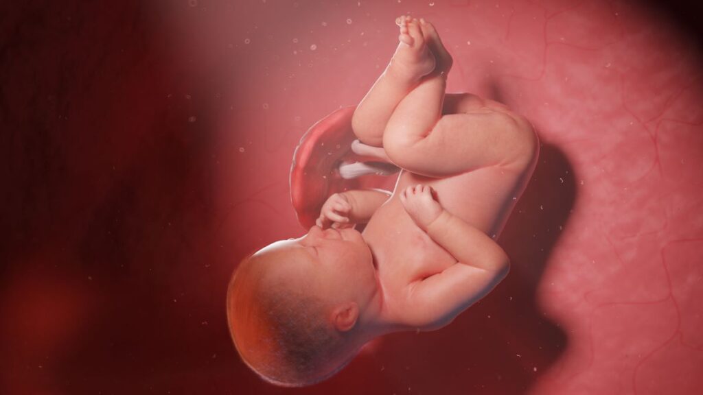 Human Fetus - Baby Development at 39 Weeks