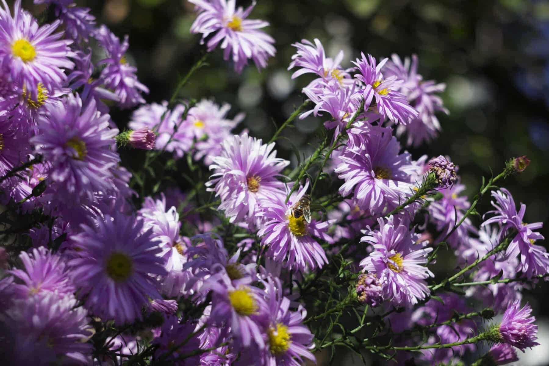 Perennial Aster