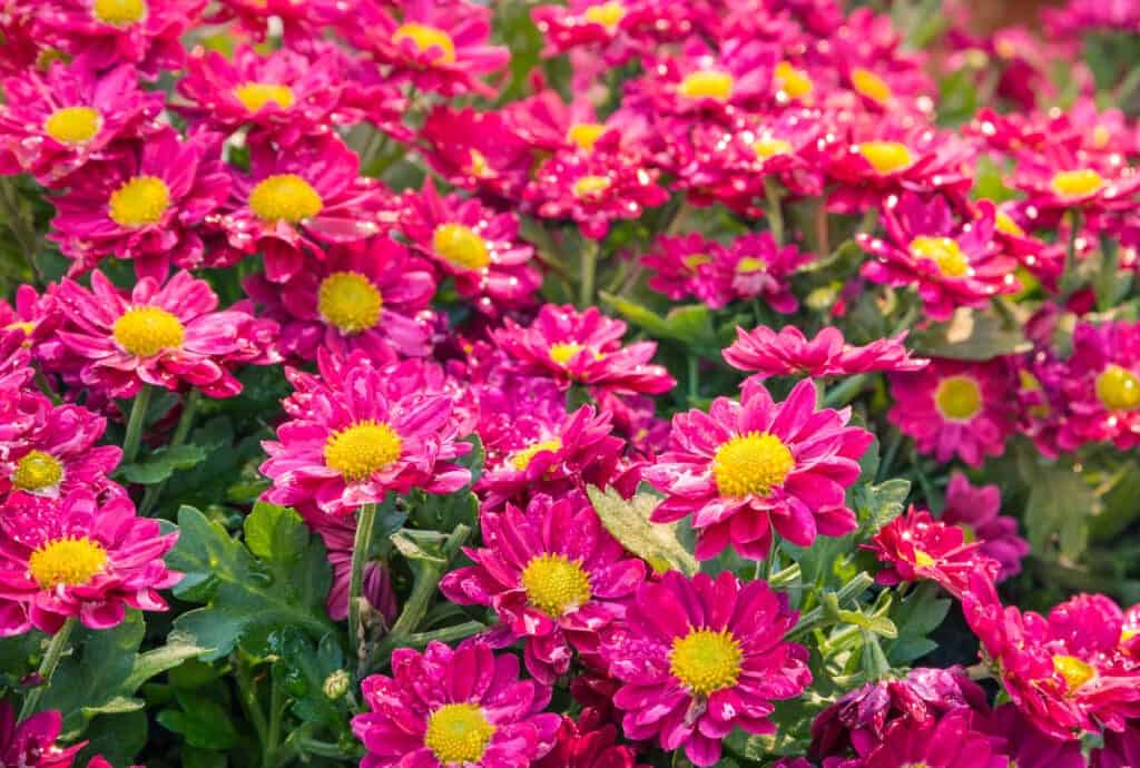 pink chrysanthemum flowers