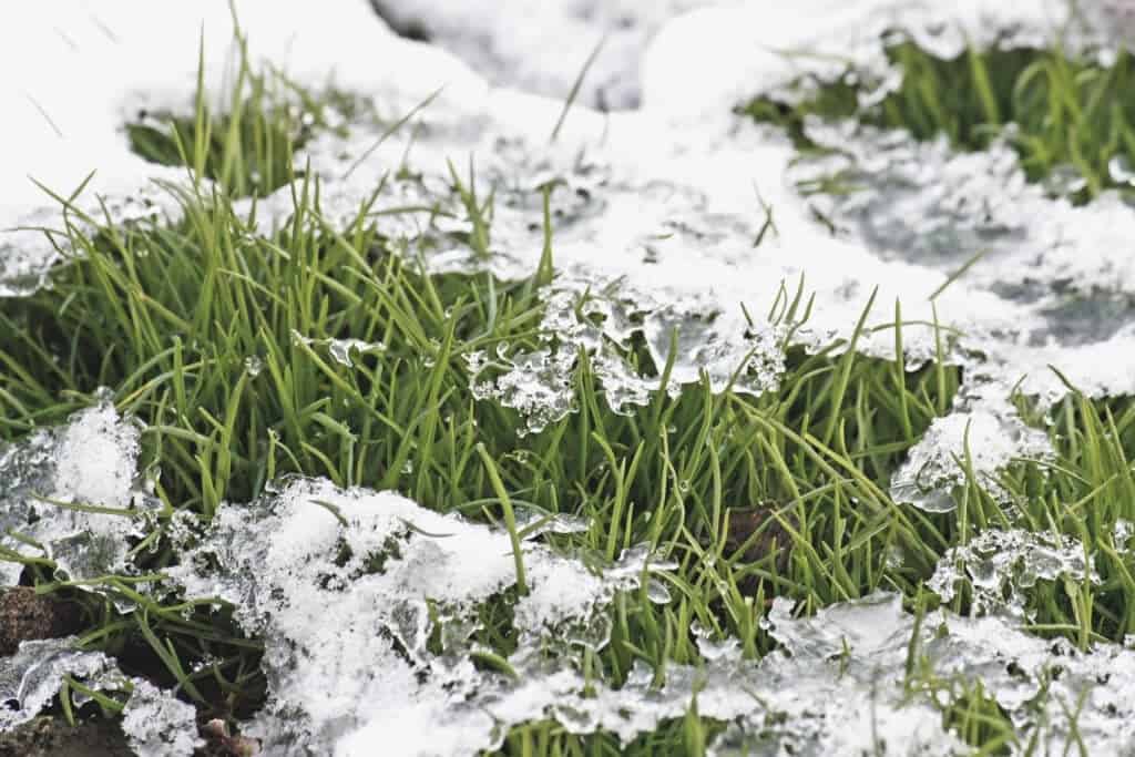 Winter Lawn Tips