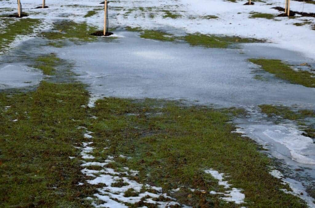 too compact and impermeable soil does not absorb water during rains and floods. a lake was created in the park in the lawn, which gradually infiltrates. damage to the lawn long flooding.  water push